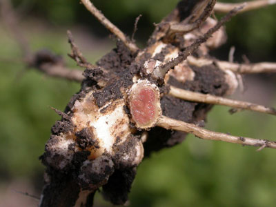 Healthy-Soybean.jpg Healthy-Soybean.jpg